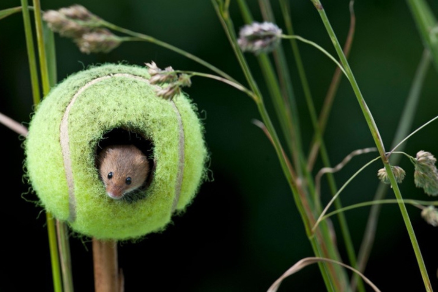 a mouse using an old tennis ball as a house